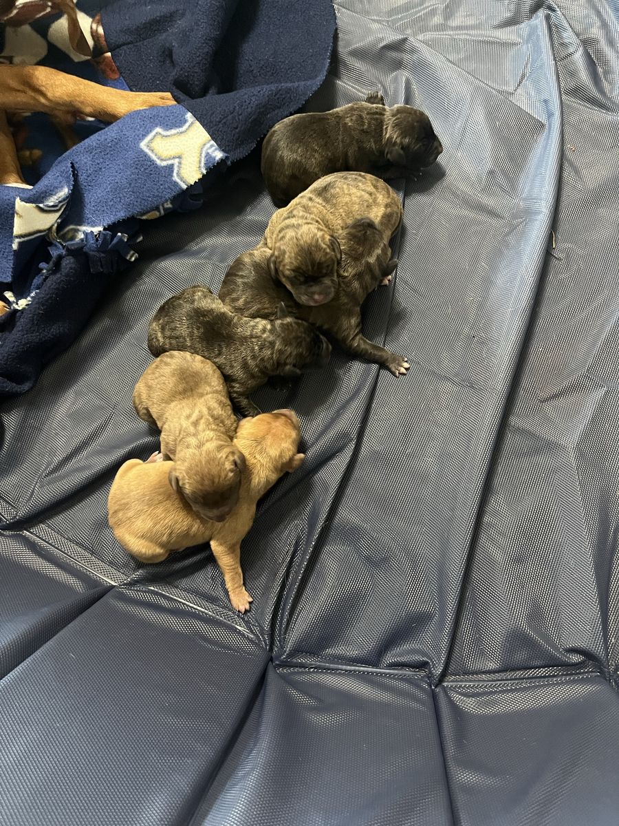 Vizsla Weimaraner Pitbull