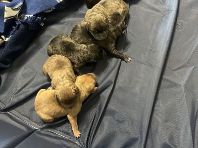 Vizsla Weimaraner Pitbull