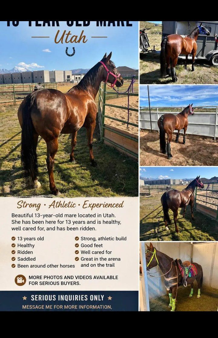 13-Year-Old Athletic Mare - Strong, Ridden, Healthy Horse in Utah