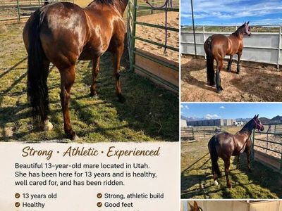 13-Year-Old Athletic Mare - Strong, Ridden, Healthy Horse in Utah