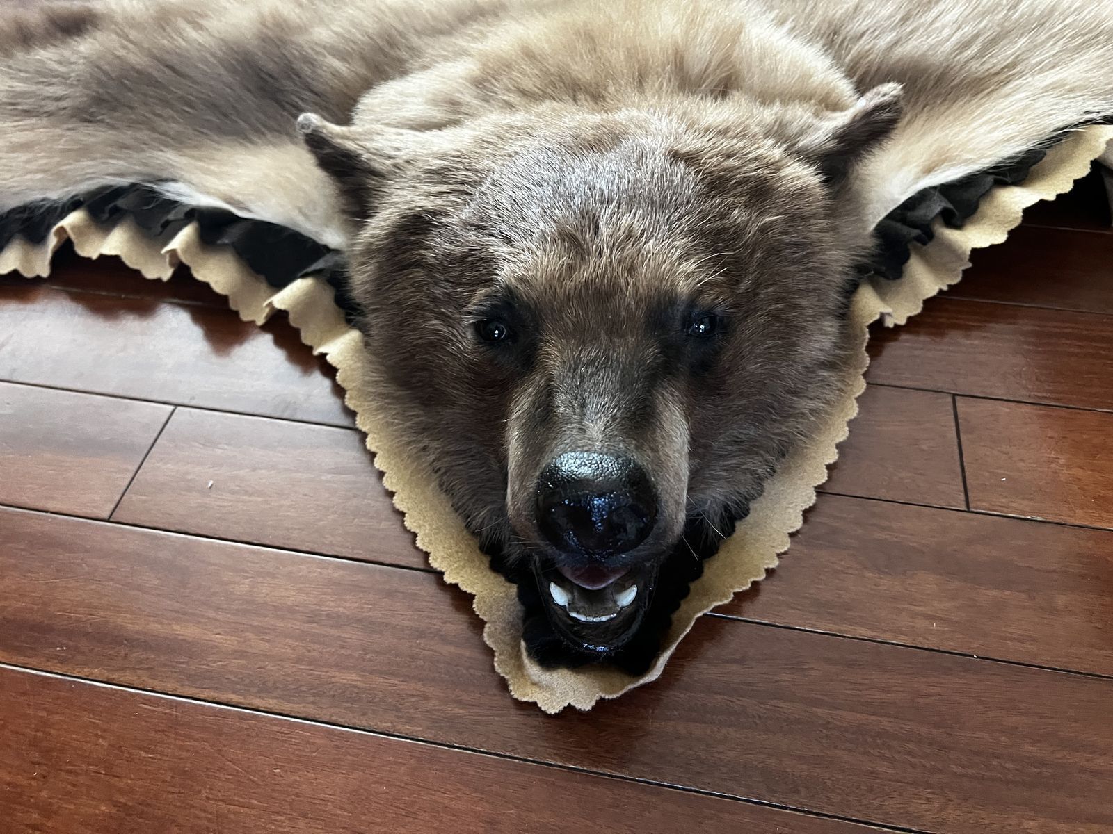 Grizzly Bear Skin Rug Hide Taxidermy