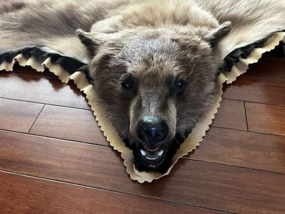 Grizzly Bear Skin Rug Hide Taxidermy