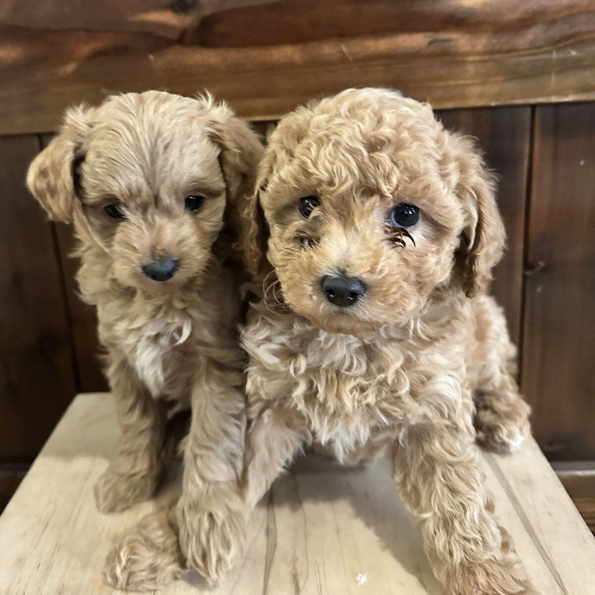 Petite Micro Goldendoodles