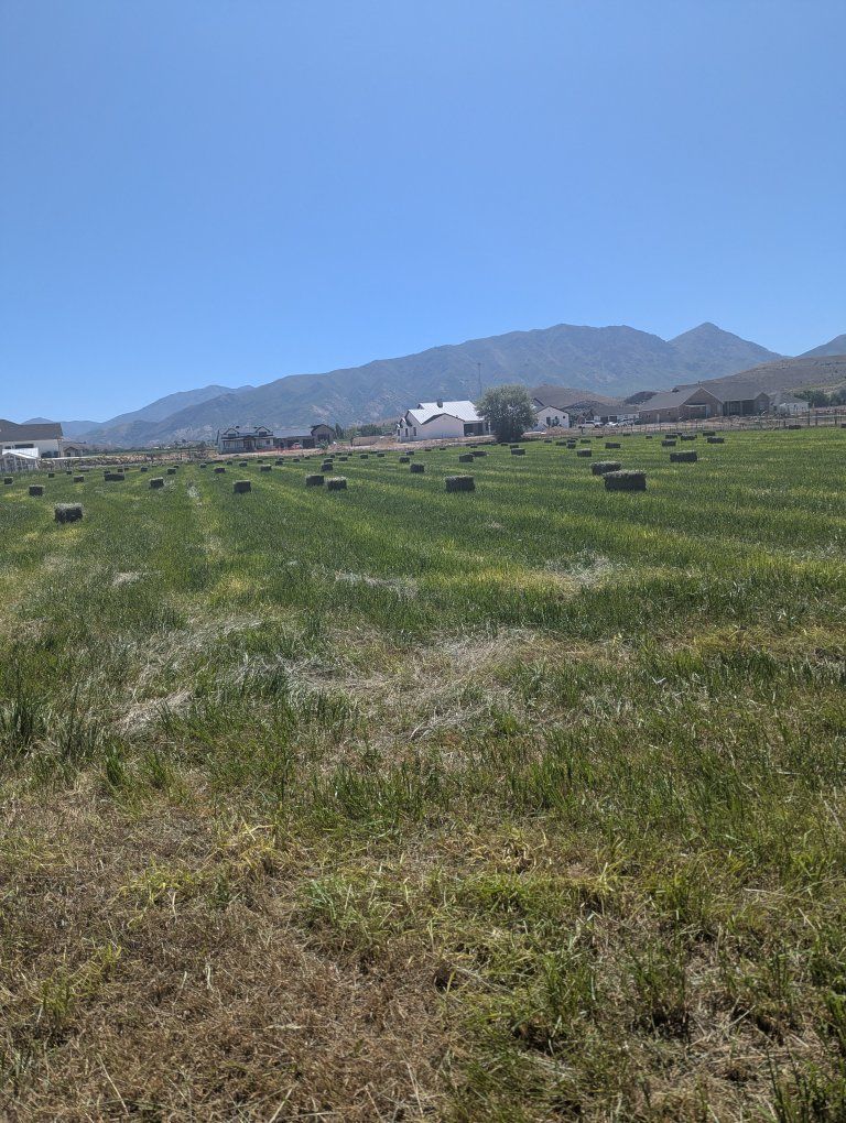 Orchard Grass and Alfalfa High Quality Horse Hay