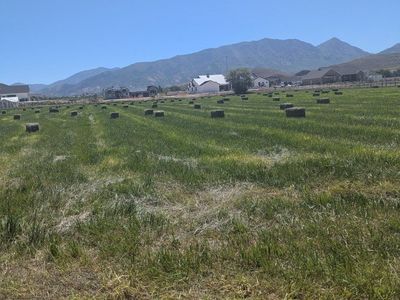 Orchard Grass and Alfalfa High Quality Horse Hay