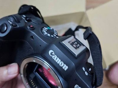 Canon R8, adapter + 24-105 mm f3.5-5.6 stm