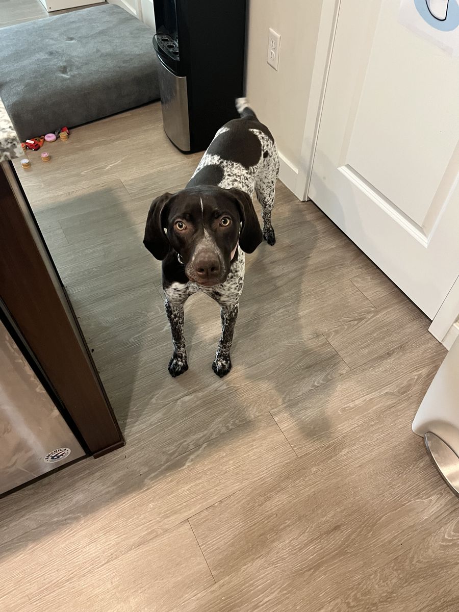 German shorthair pointer