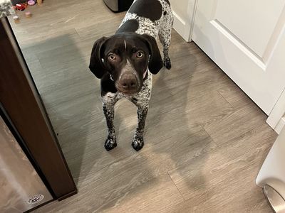 German shorthair pointer