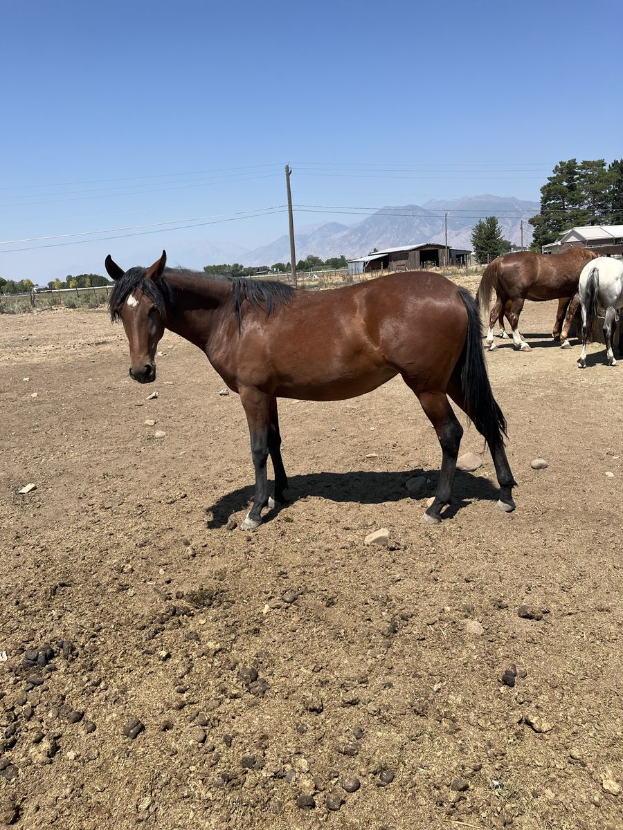 Mangalarga marchador X