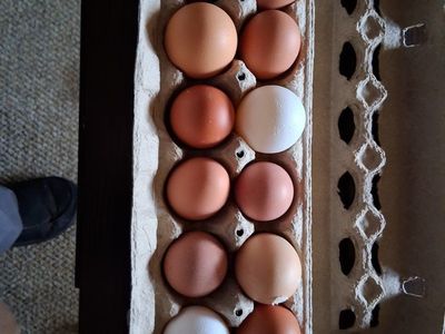 Farm Fresh Eggs
