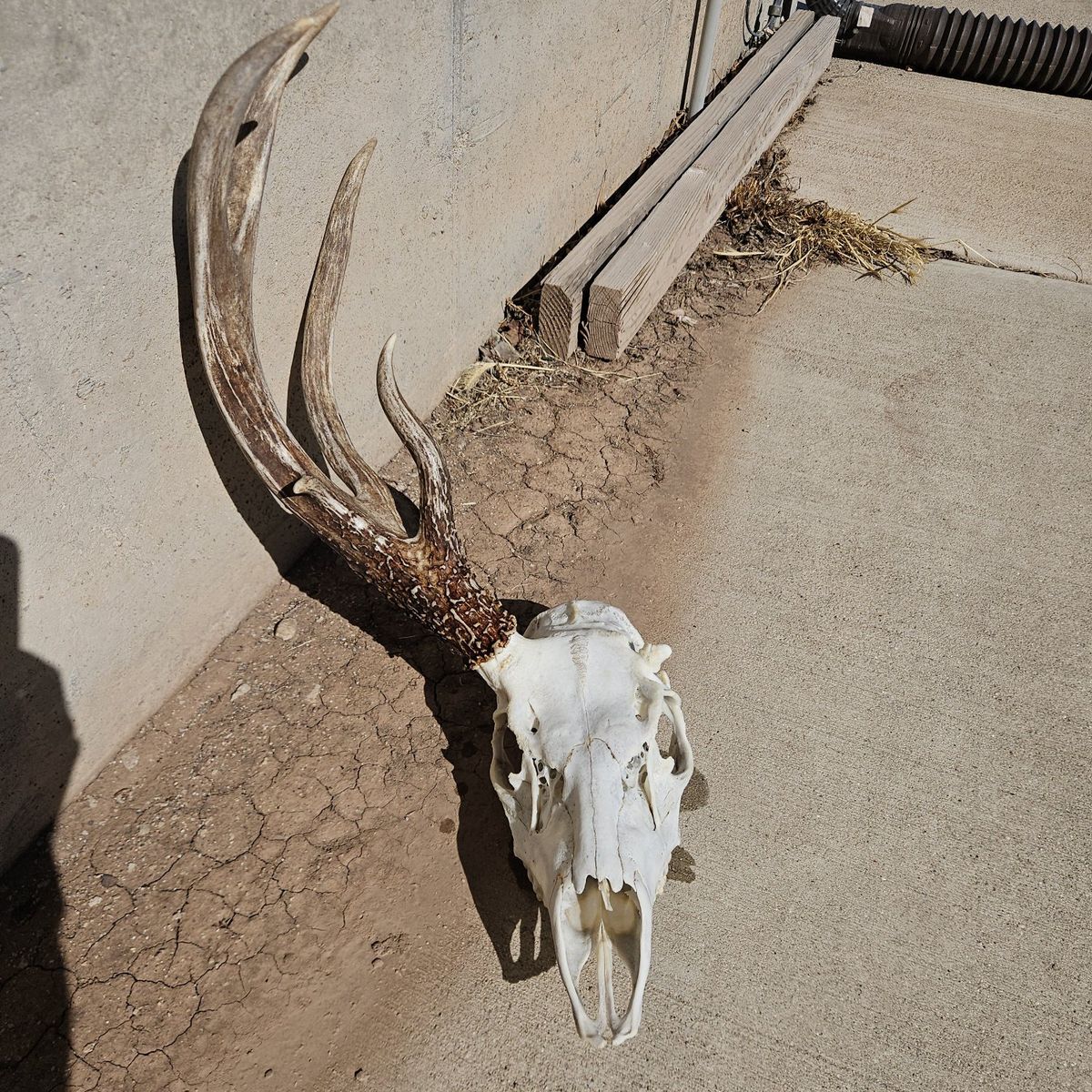European mount