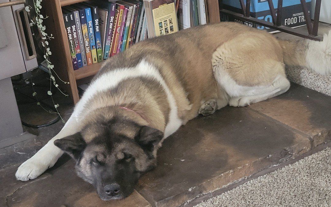 American Akita