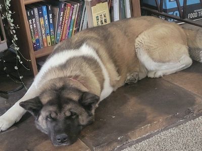 American Akita