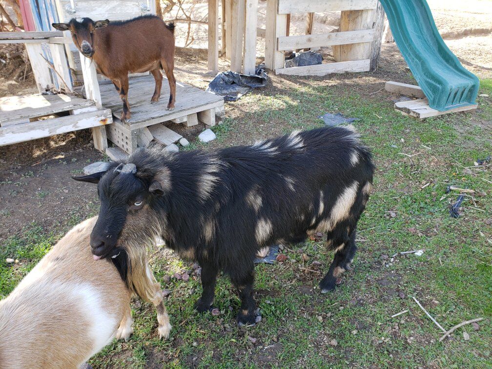 Nigerian Dwarf Stud