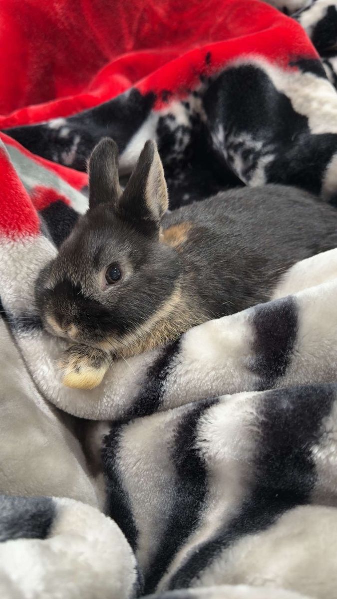 Adorable Young Rabbits