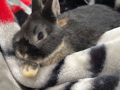 Adorable Young Rabbits