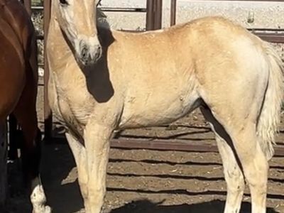 Half pony half cowhorse