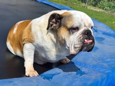 Adult English Bulldog Purebred