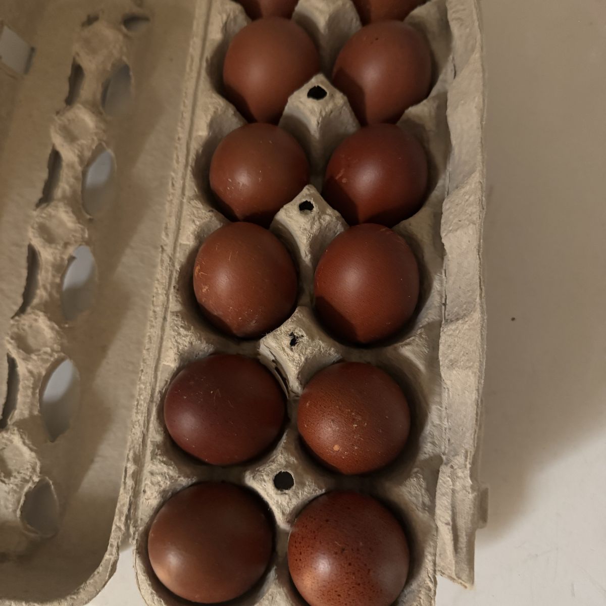 Fertil French Black Copper Marans Eggs