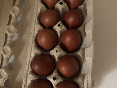 Fertil French Black Copper Marans Eggs