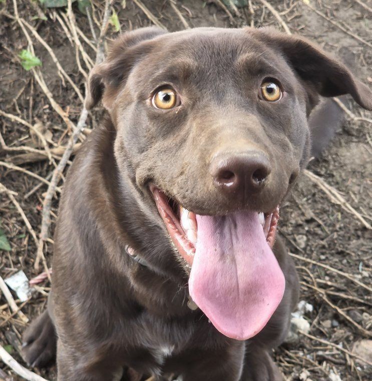 Chocolate lab for sale
