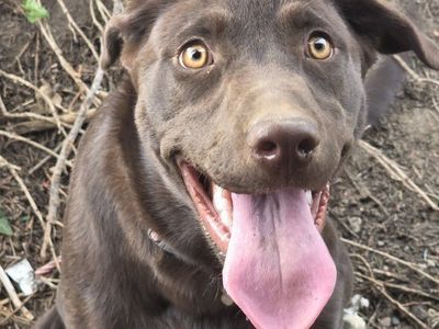 Chocolate lab for sale