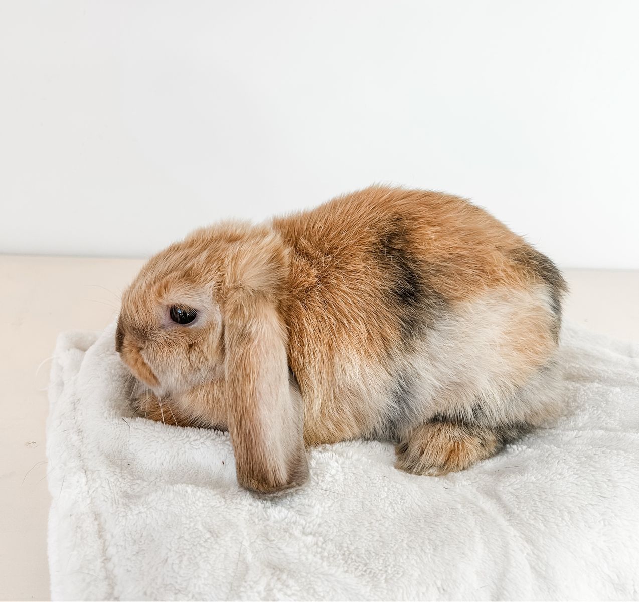 Cutest boy Holland lop!