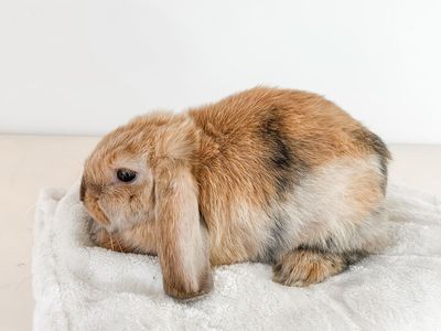 Cutest boy Holland lop!