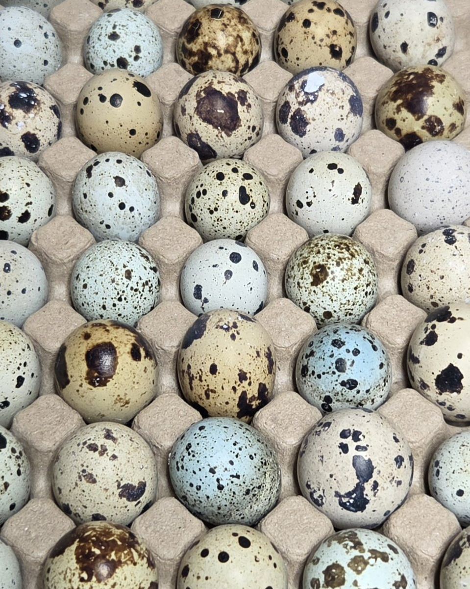 Feather sexable Jumbo Coturnix Quail eggs