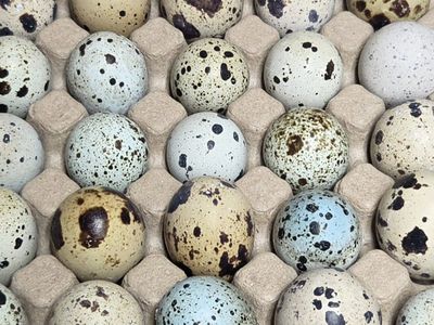 Feather sexable Jumbo Coturnix Quail eggs