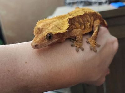 Female crested gecko and enclosure