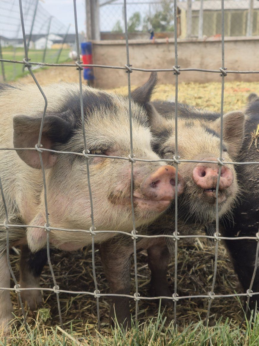 Kunekune Piglets - Healthy Farm-Raised Piglets