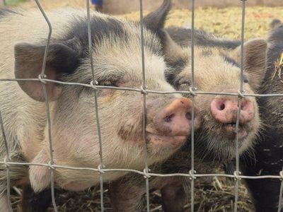 Kunekune Piglets - Healthy Farm-Raised Piglets