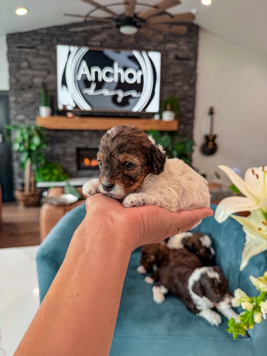 Teddy Bear 🧸 PooChons (bichon - poodles )