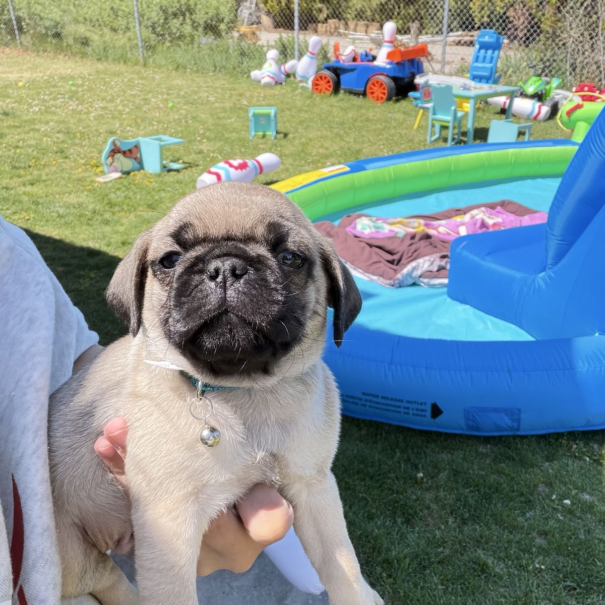 Pug puppies