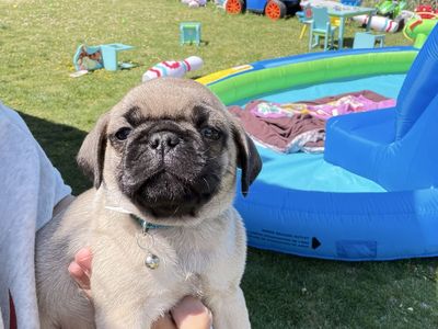 Pug puppies