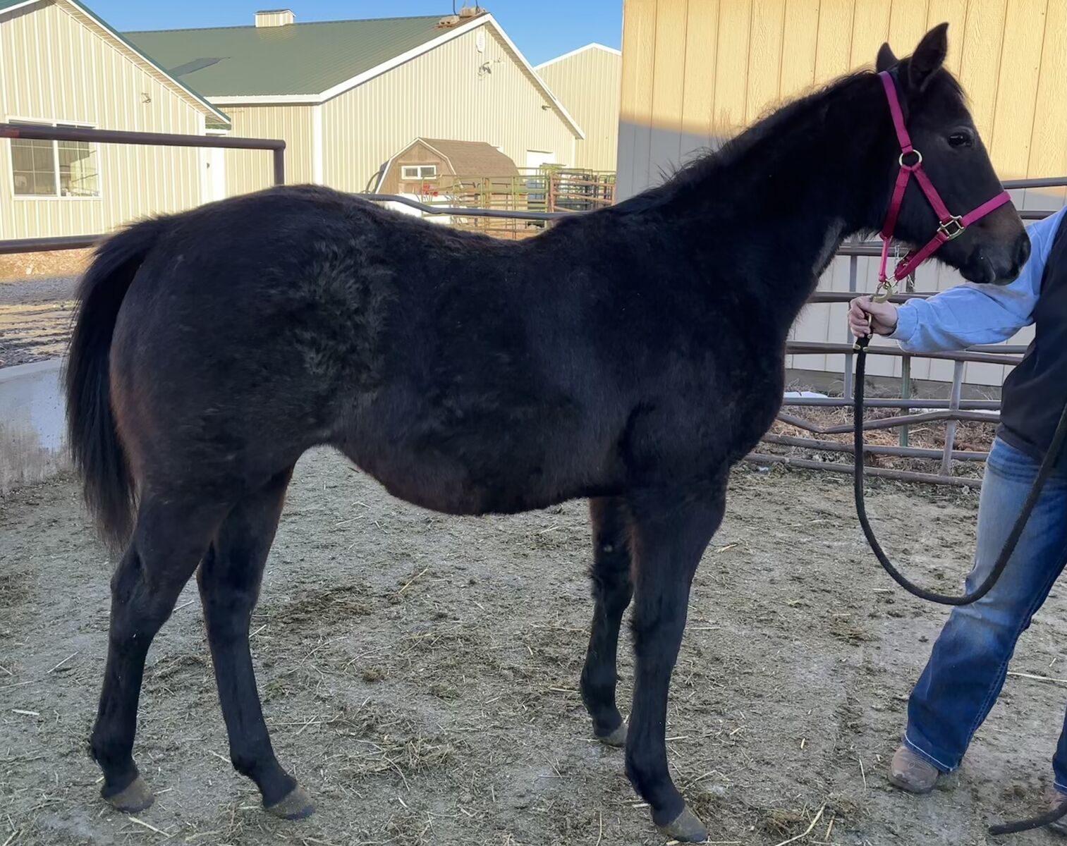 2025 Gray/Bay Appendix Filly "Mousse"