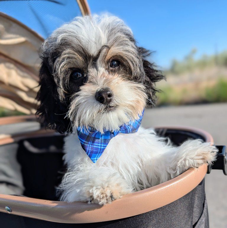 Your New Best Friend, Toy Labradoodle, 5-10lbs Full Grown