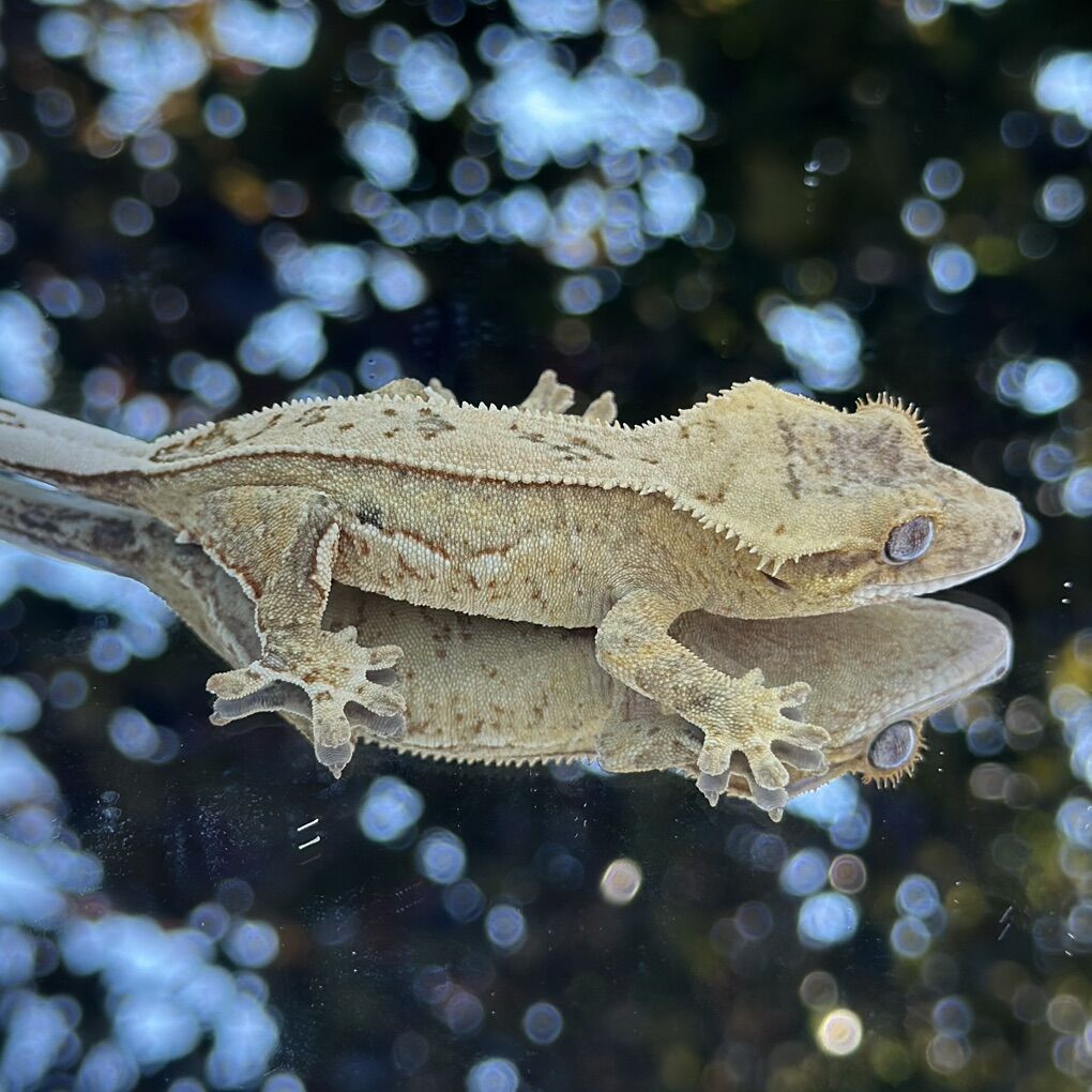 Crested Gecko