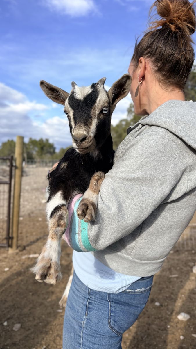 2 Beautiful Fainting Goat Babies!