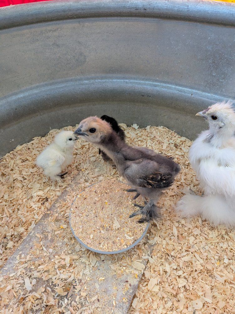 free silkie chicks