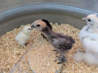 free silkie chicks