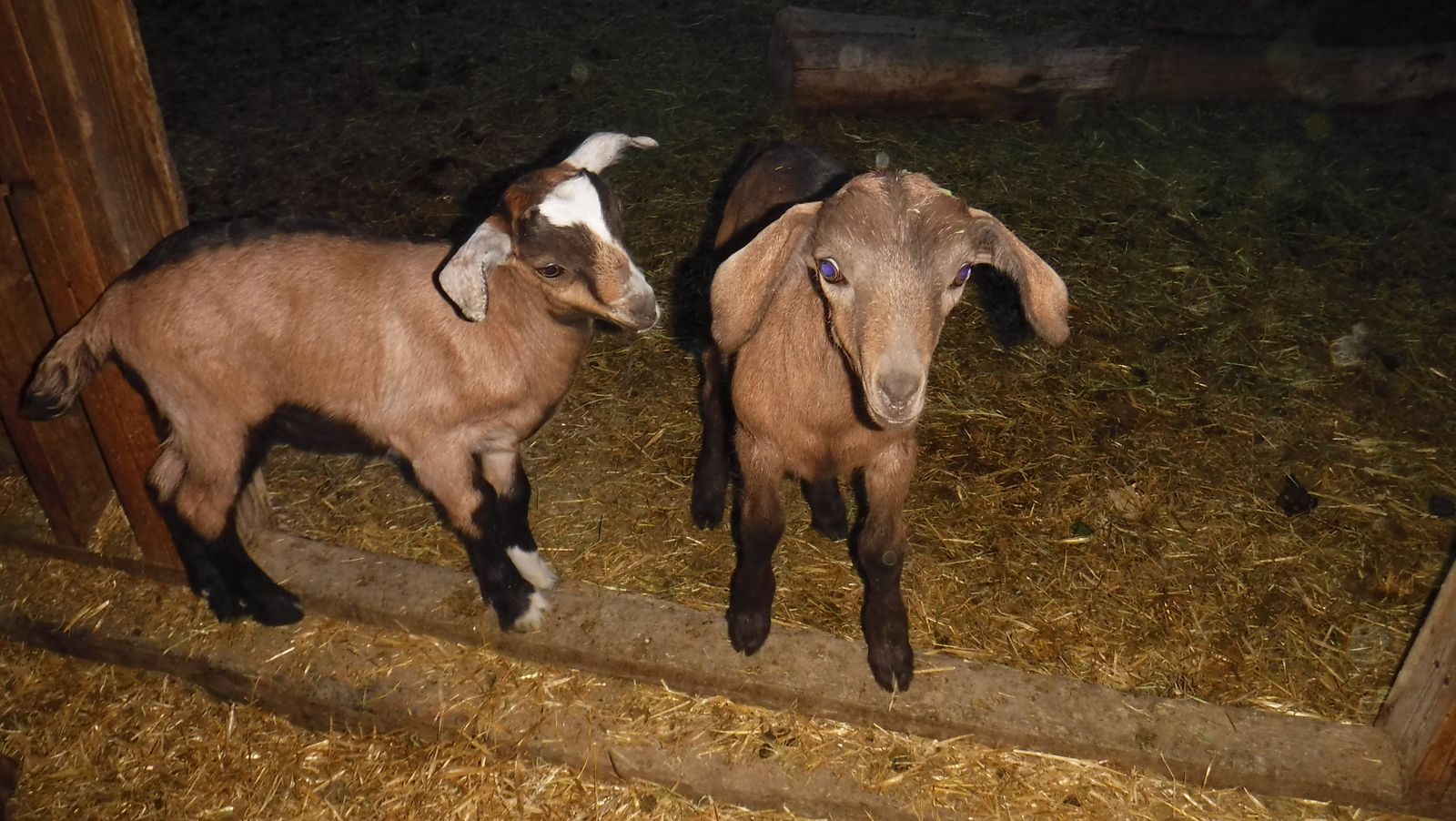 Alpine / Nubian mix wether bottle babies $180 for both OBO