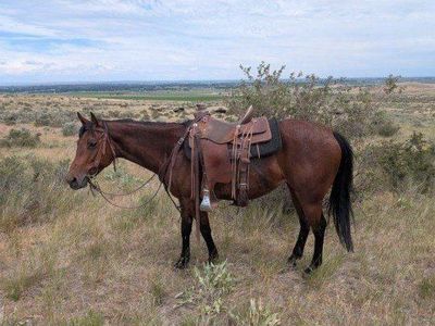 5 year old bay mare
