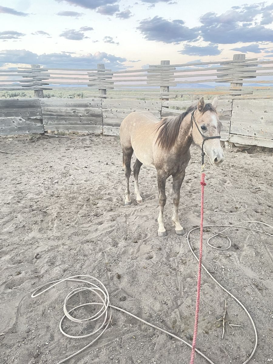 2025 buckskin grade filly