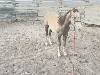 2025 buckskin grade filly
