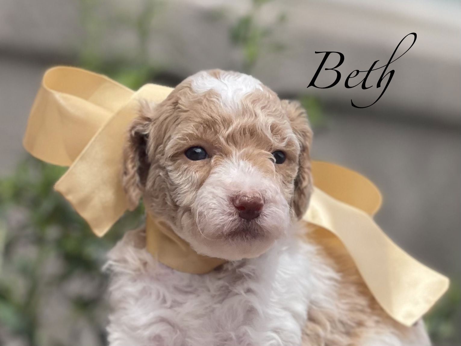 Multi Gen Labradoodles