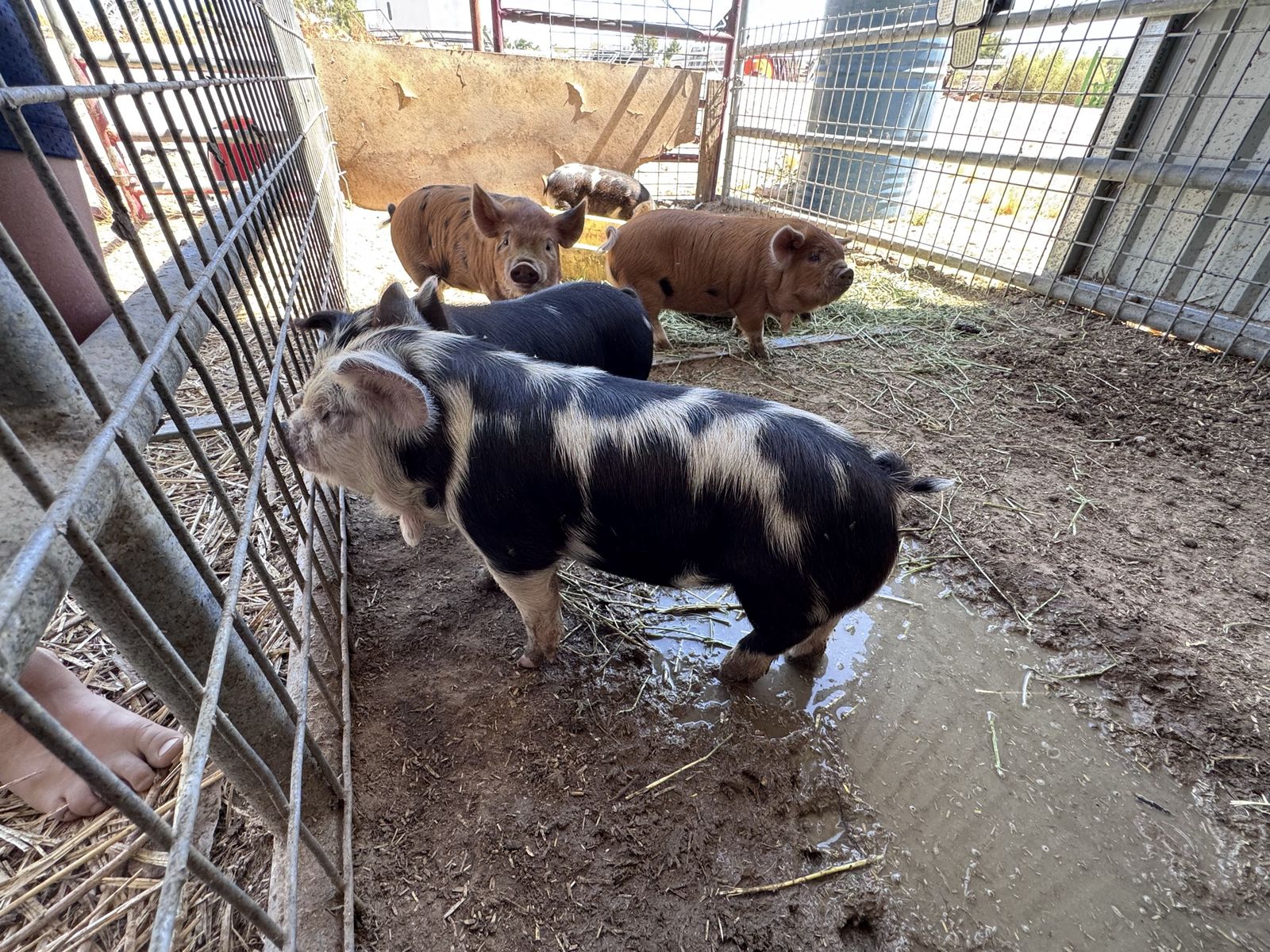 Female kunekune piglets