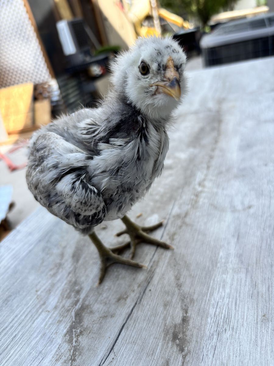 Ameraucana & Easter Eggers (4 weeks old)!