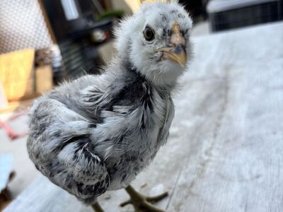 Ameraucana & Easter Eggers (4 weeks old)!